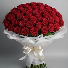 Букет 101 Красная роза Блэк Мэджик #REPLACE_PRED# Новоржеве